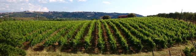 Azienda Agricola Piana di Sibari S.r.L.